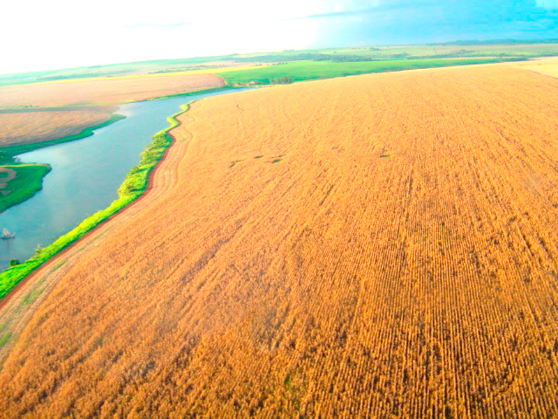 Morro Chato Agropecuária | Agricultura, Pecuária e Reflorestamento