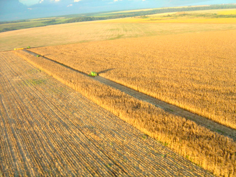 Morro Chato Agropecuária | Agricultura, Pecuária e Reflorestamento