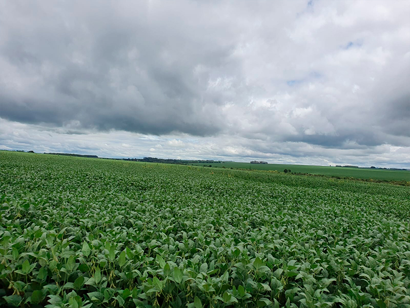 Morro Chato Agropecuária | Agricultura, Pecuária e Reflorestamento