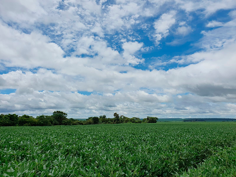 Morro Chato Agropecuária | Agricultura, Pecuária e Reflorestamento