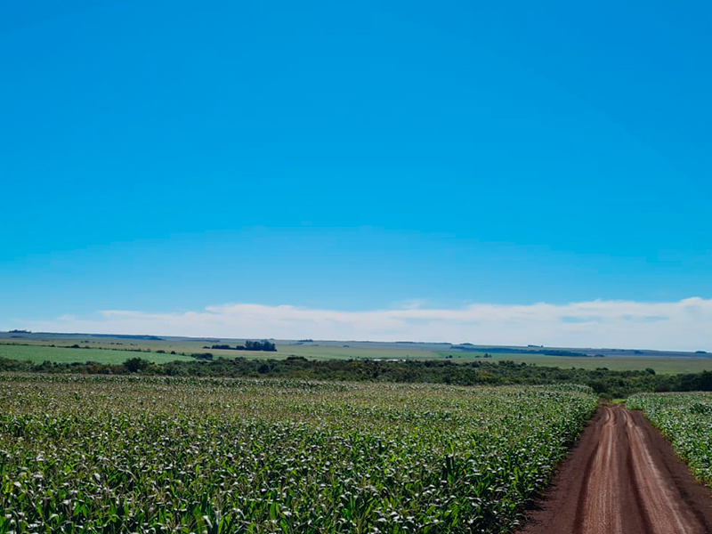 Morro Chato Agropecuária | Agricultura, Pecuária e Reflorestamento