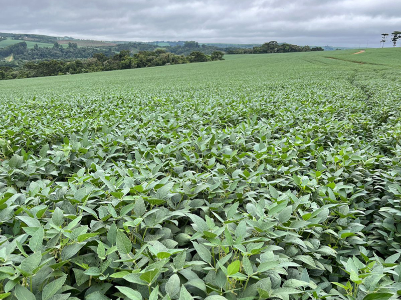 Morro Chato Agropecuária | Agricultura, Pecuária e Reflorestamento