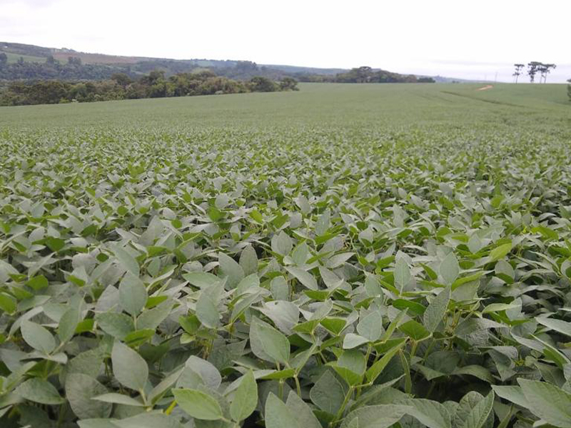 Morro Chato Agropecuária | Agricultura, Pecuária e Reflorestamento