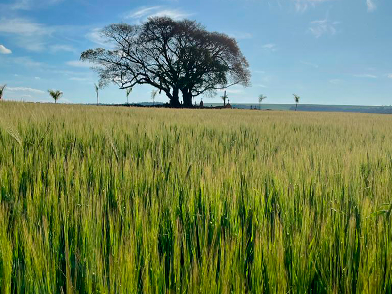 Morro Chato Agropecuária | Agricultura, Pecuária e Reflorestamento