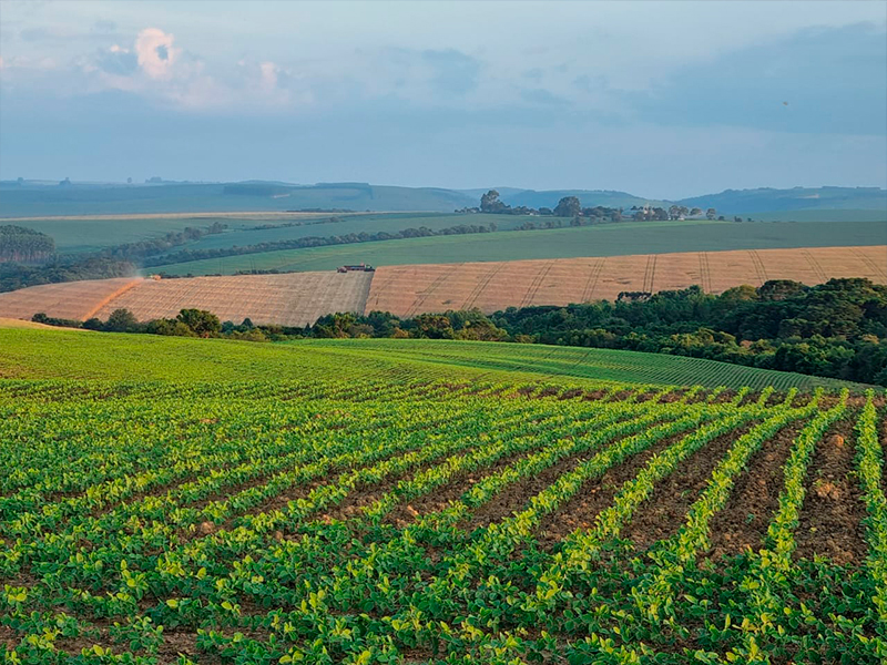 Morro Chato Agropecuária | Agricultura, Pecuária e Reflorestamento