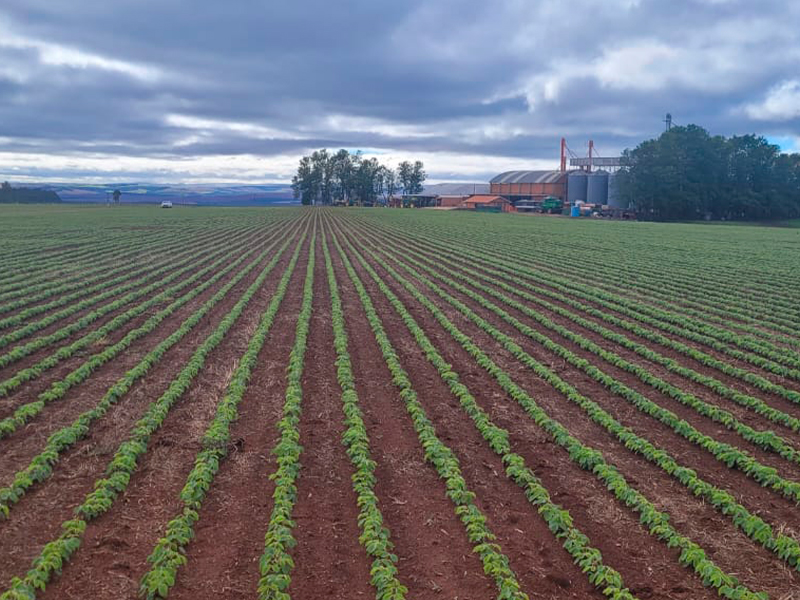 Morro Chato Agropecuária | Agricultura, Pecuária e Reflorestamento