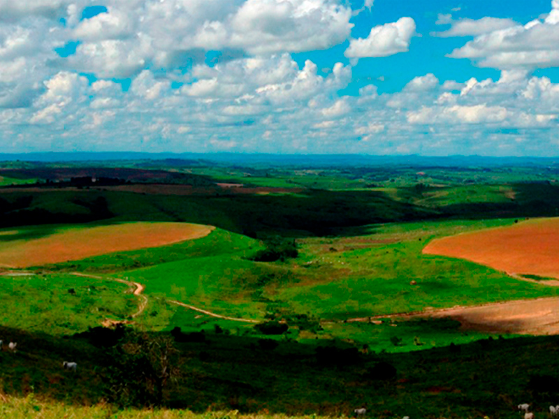 Morro Chato Agropecuária | Agricultura, Pecuária e Reflorestamento