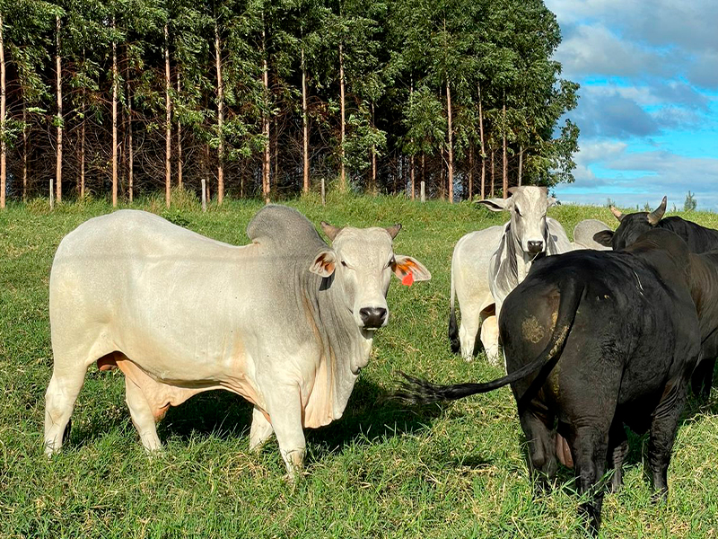 Morro Chato Agropecuária | Agricultura, Pecuária e Reflorestamento