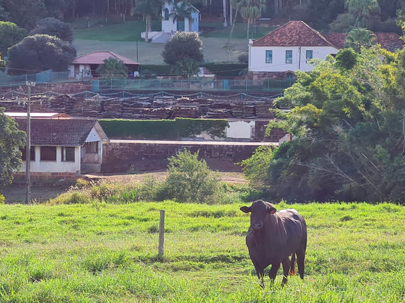 Morro Chato Agropecuária | Agricultura, Pecuária e Reflorestamento