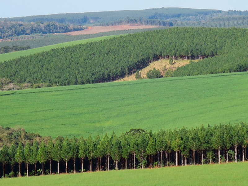 Morro Chato Agropecuária | Agricultura, Pecuária e Reflorestamento