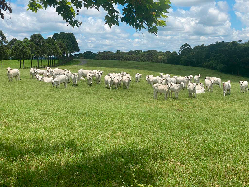 Morro Chato Agropecuária | Agricultura, Pecuária e Reflorestamento