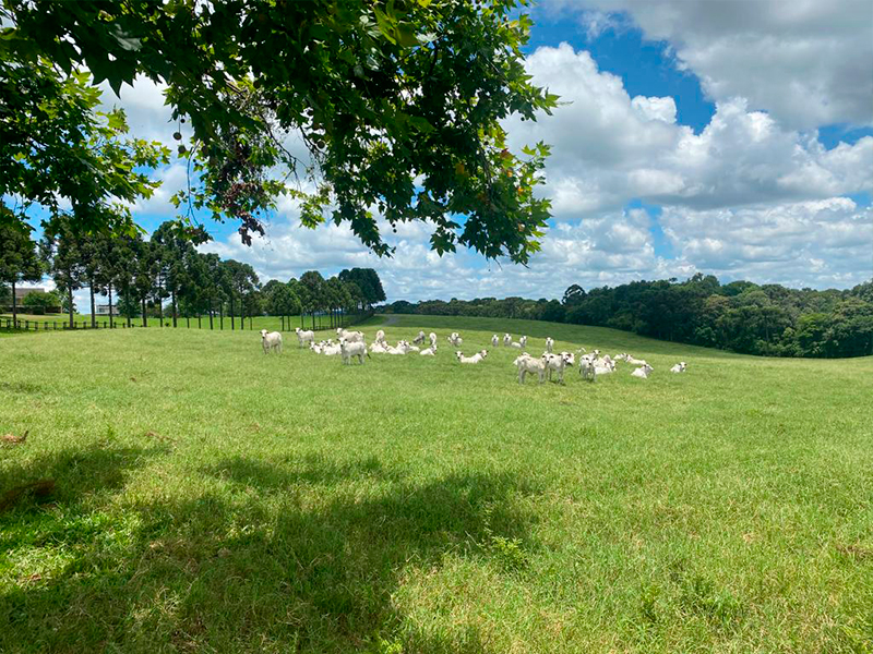 Morro Chato Agropecuária | Agricultura, Pecuária e Reflorestamento