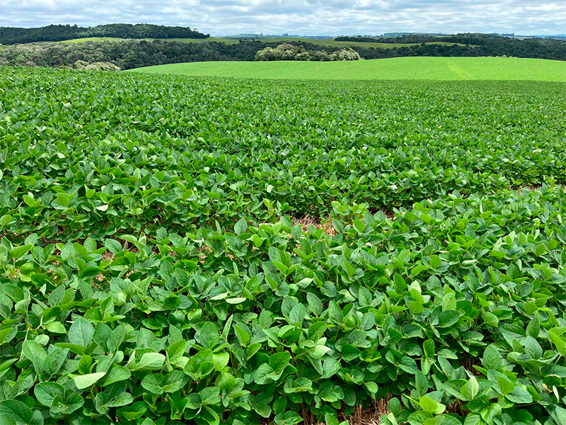 Morro Chato Agropecuária | Agricultura, Pecuária e Reflorestamento