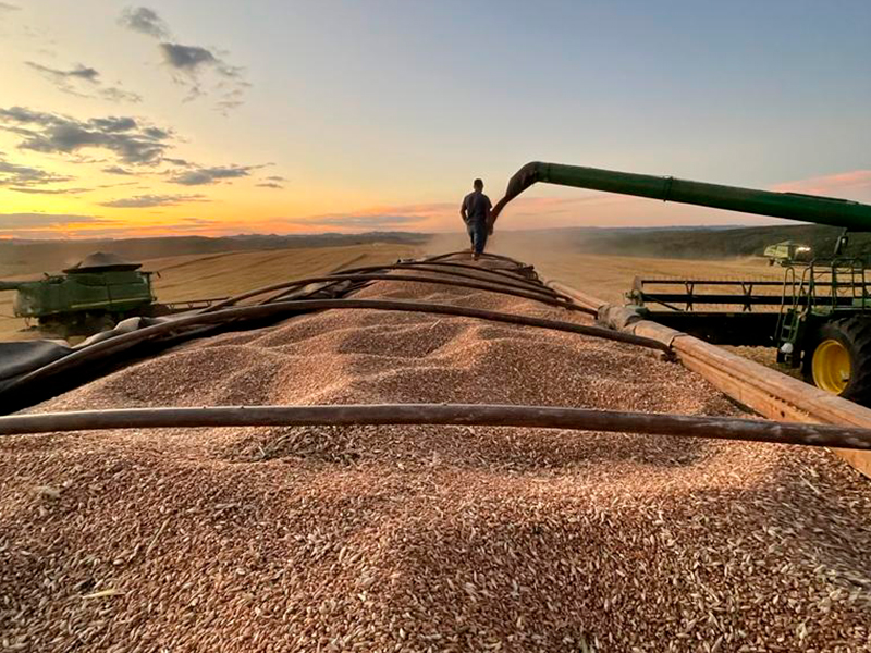 Morro Chato Agropecuária | Agricultura, Pecuária e Reflorestamento