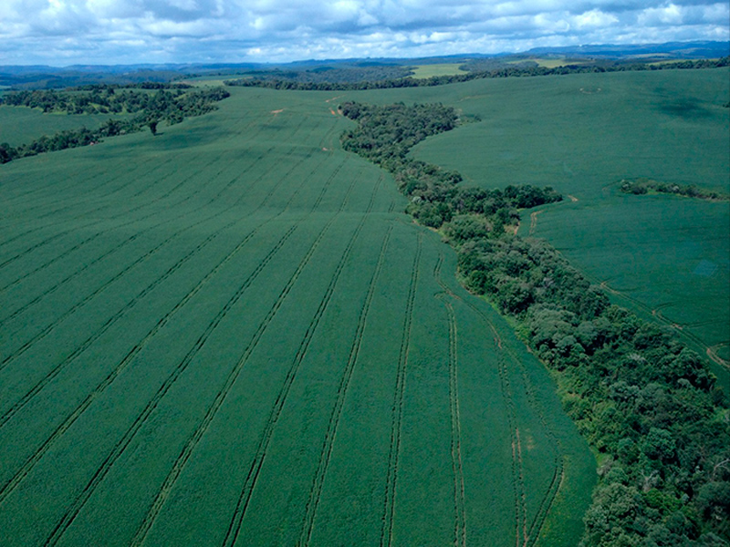 Morro Chato Agropecuária | Agricultura, Pecuária e Reflorestamento