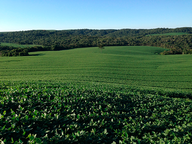 Morro Chato Agropecuária | Agricultura, Pecuária e Reflorestamento