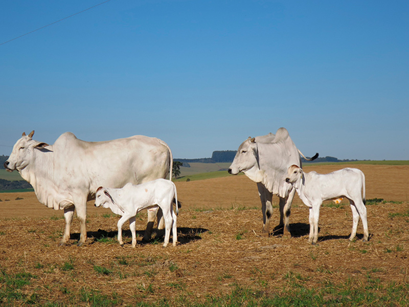 Morro Chato Agropecuária | Agricultura, Pecuária e Reflorestamento