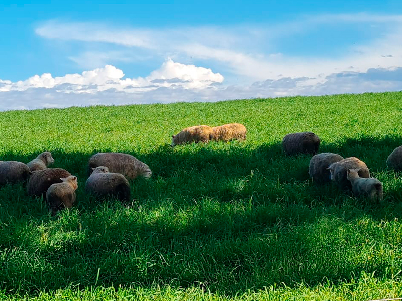 Morro Chato Agropecuária | Agricultura, Pecuária e Reflorestamento