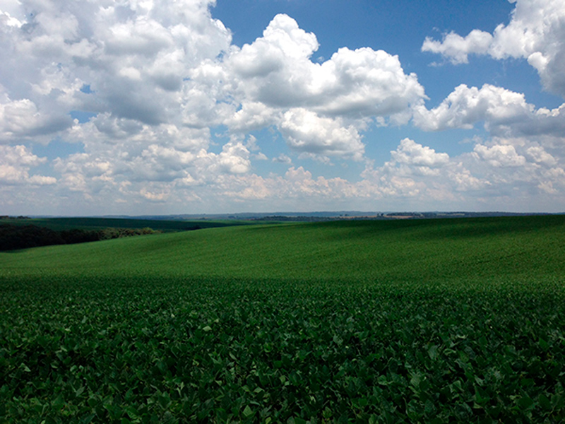 Morro Chato Agropecuária | Agricultura, Pecuária e Reflorestamento