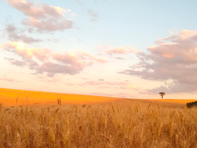 Morro Chato Agropecuária | Agricultura, Pecuária e Reflorestamento