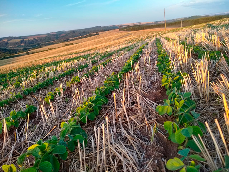 Morro Chato Agropecuária | Agricultura, Pecuária e Reflorestamento