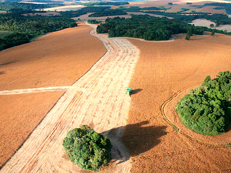 Morro Chato Agropecuária | Agricultura, Pecuária e Reflorestamento