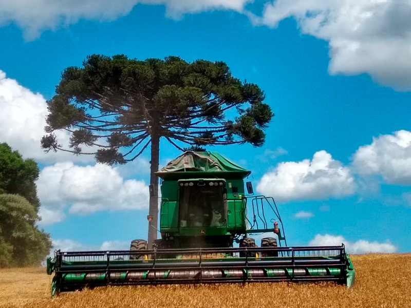 Morro Chato Agropecuária | Agricultura, Pecuária e Reflorestamento