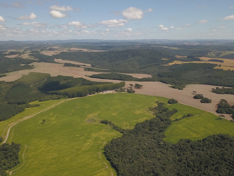 Morro Chato Agropecuária | Agricultura, Pecuária e Reflorestamento