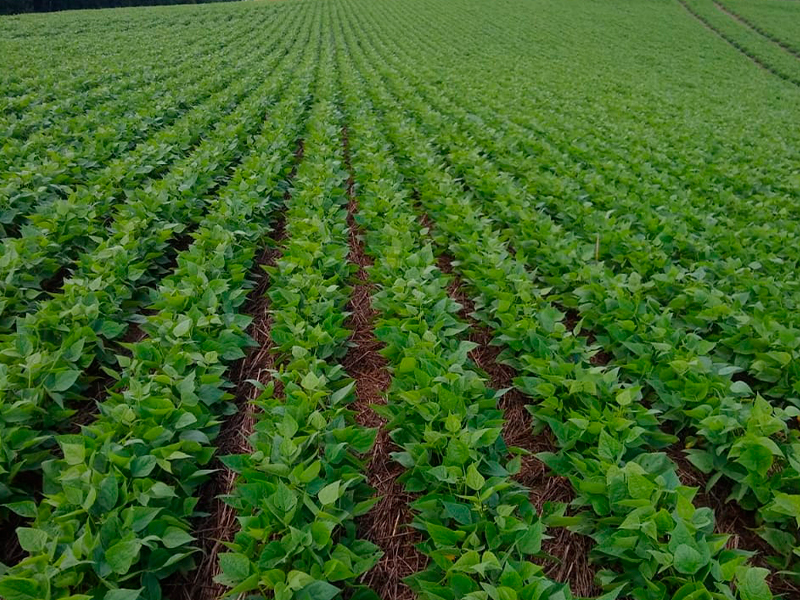 Morro Chato Agropecuária | Agricultura, Pecuária e Reflorestamento