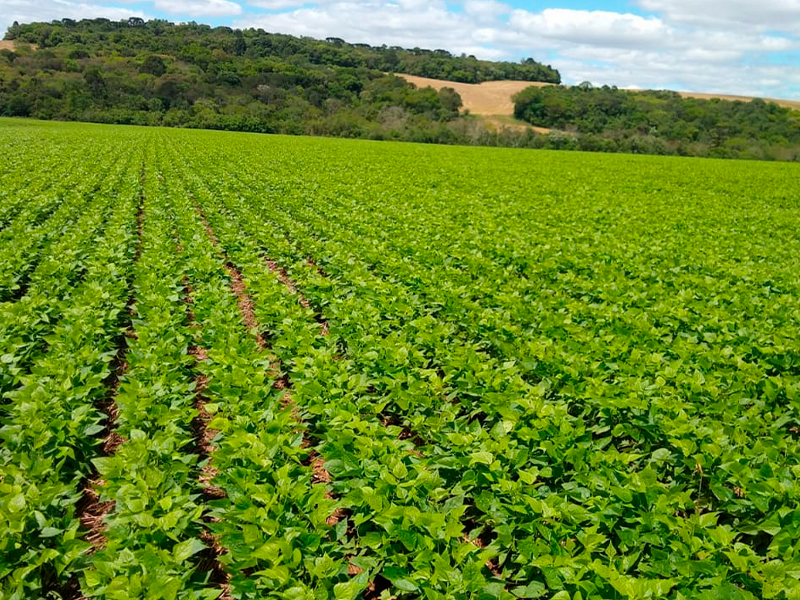 Morro Chato Agropecuária | Agricultura, Pecuária e Reflorestamento