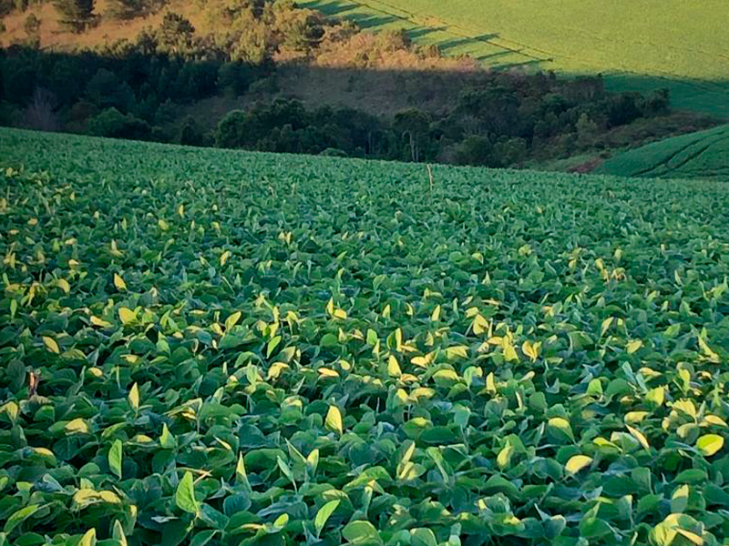 Morro Chato Agropecuária | Agricultura, Pecuária e Reflorestamento