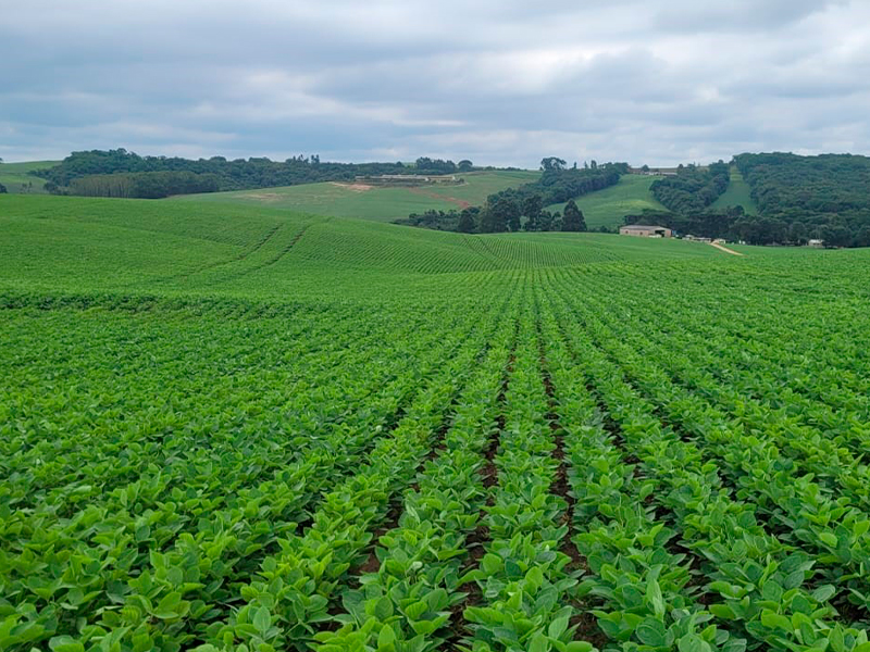 Morro Chato Agropecuária | Agricultura, Pecuária e Reflorestamento