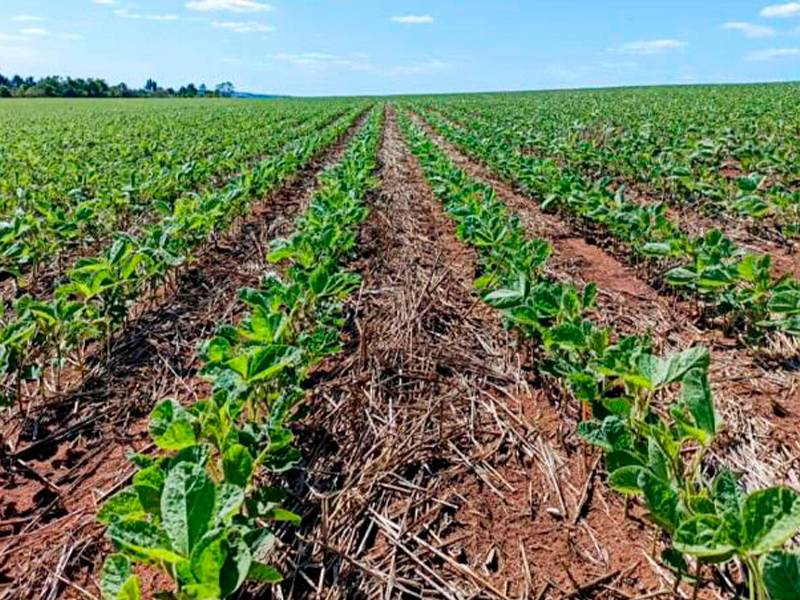 Morro Chato Agropecuária | Agricultura, Pecuária e Reflorestamento