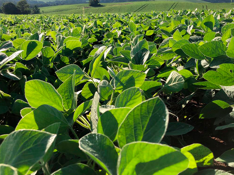 Morro Chato Agropecuária | Agricultura, Pecuária e Reflorestamento