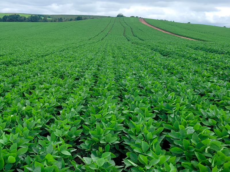 Morro Chato Agropecuária | Agricultura, Pecuária e Reflorestamento