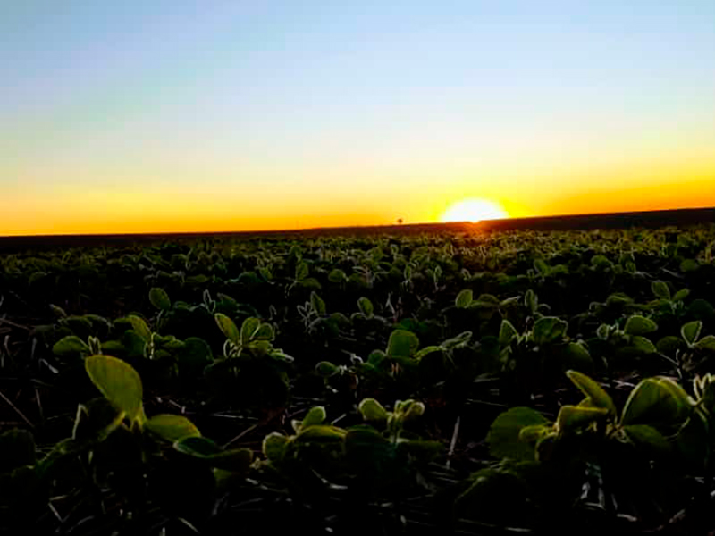 Morro Chato Agropecuária | Agricultura, Pecuária e Reflorestamento