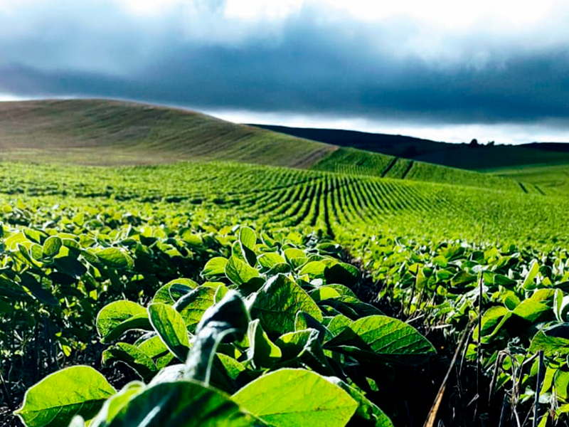 Morro Chato Agropecuária | Agricultura, Pecuária e Reflorestamento