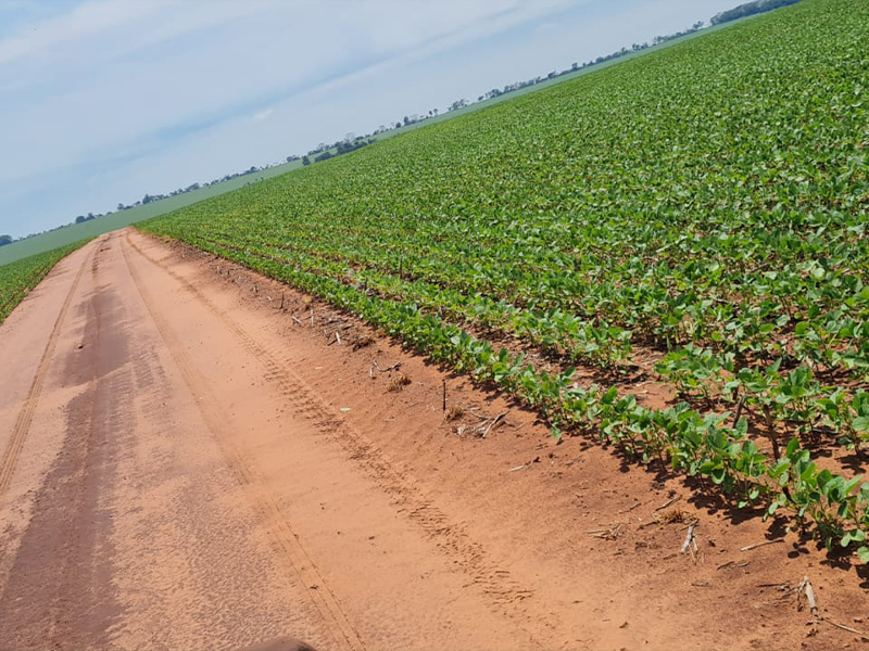 Morro Chato Agropecuária | Agricultura, Pecuária e Reflorestamento