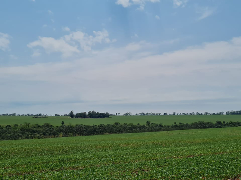 Morro Chato Agropecuária | Agricultura, Pecuária e Reflorestamento