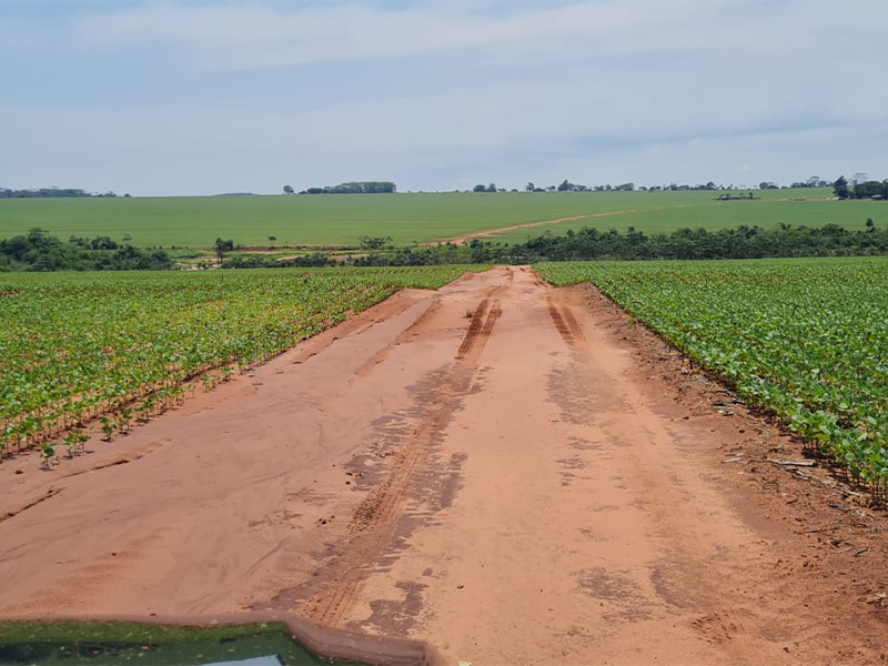 Morro Chato Agropecuária | Agricultura, Pecuária e Reflorestamento