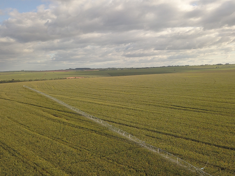 Morro Chato Agropecuária | Agricultura, Pecuária e Reflorestamento