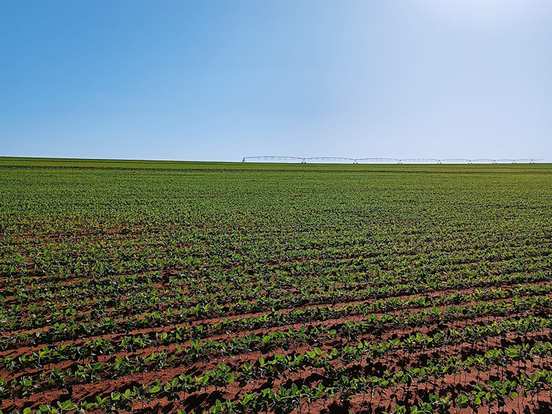 Morro Chato Agropecuária | Agricultura, Pecuária e Reflorestamento