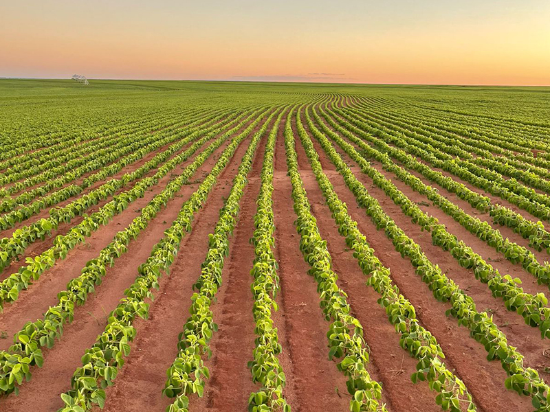 Morro Chato Agropecuária | Agricultura, Pecuária e Reflorestamento