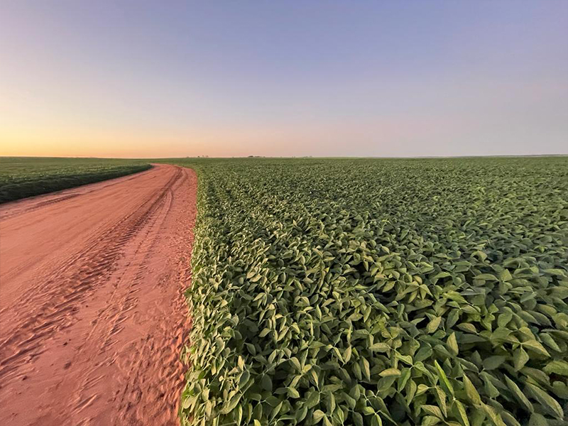 Morro Chato Agropecuária | Agricultura, Pecuária e Reflorestamento