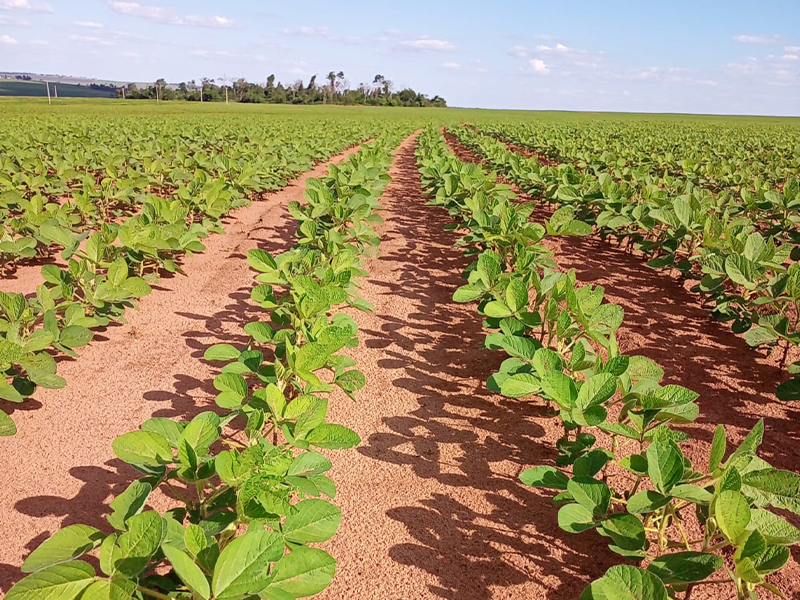 Morro Chato Agropecuária | Agricultura, Pecuária e Reflorestamento