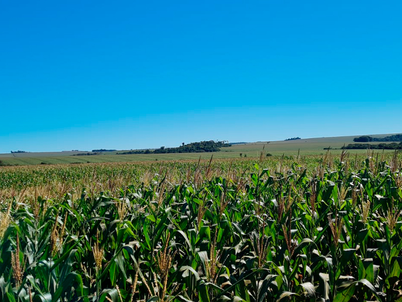 Morro Chato Agropecuária | Agricultura, Pecuária e Reflorestamento