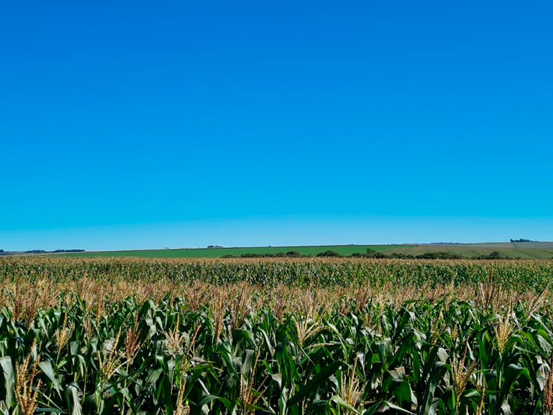 Morro Chato Agropecuária | Agricultura, Pecuária e Reflorestamento