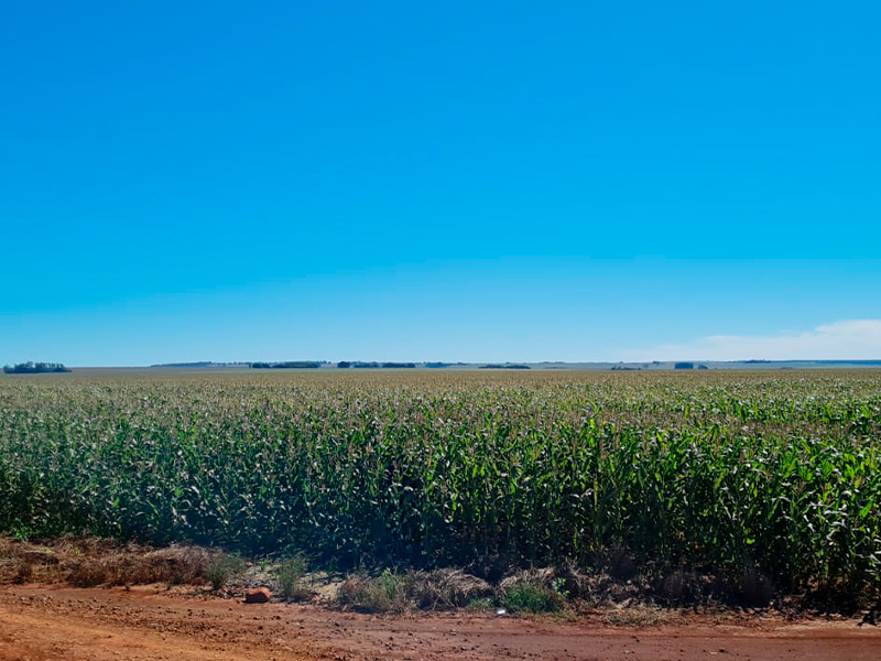 Morro Chato Agropecuária | Agricultura, Pecuária e Reflorestamento