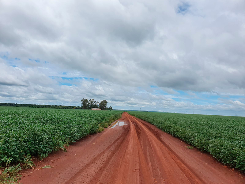 Morro Chato Agropecuária | Agricultura, Pecuária e Reflorestamento