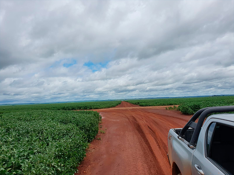 Morro Chato Agropecuária | Agricultura, Pecuária e Reflorestamento